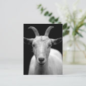 Ziegenportrait in Schwarz-Weiß Postkarte (Stehend Vorderseite)