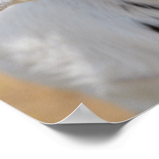 Ziegenportrait Poster (Ecke)