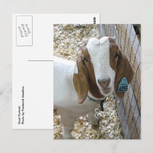 Ziegenportrait Postkarte (Vorne/Hinten)