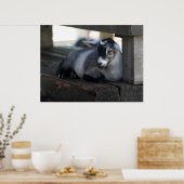 Ziegenposter Poster (Küche)