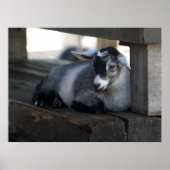 Ziegenposter Poster (Vorne)