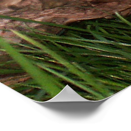 Ziegenposter Poster (Ecke)