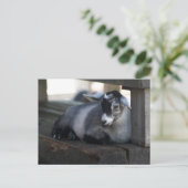 ZiegenPostkarte Postkarte (Stehend Vorderseite)