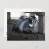 ZiegenPostkarte Postkarte (Vorne/Hinten)