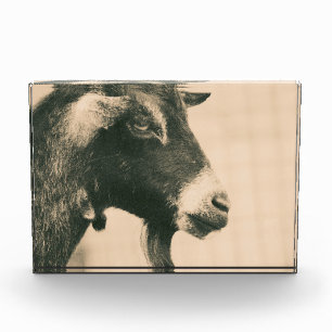 Ziegenprofil Fotoblock