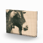 Ziegenprofil Fotoblock (Rechts)