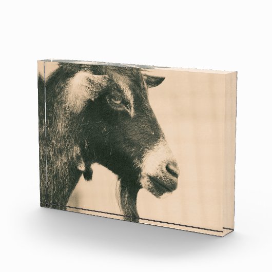 Ziegenprofil Fotoblock (Rechts)