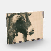 Ziegenprofil Fotoblock (Links)