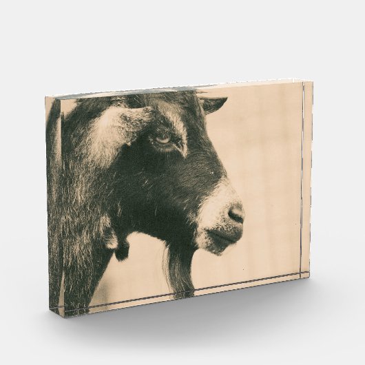 Ziegenprofil Fotoblock (Links)