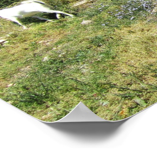 Ziegenrückstand Poster (Ecke)