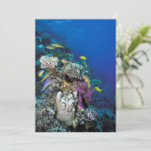 Ziegenschwarm rund um kleine Korallen Karte (Stehend Vorderseite)