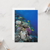 Ziegenschwarm rund um kleine Korallen Karte (Vorderseite/Rückseite Beispiel)