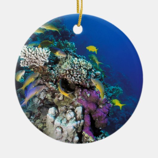 Ziegenschwarm rund um kleine Korallen Keramik Ornament (Vorne)