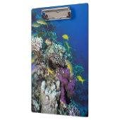 Ziegenschwarm rund um kleine Korallen Klemmbrett (Links)