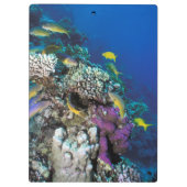 Ziegenschwarm rund um kleine Korallen Klemmbrett (Rückseite)