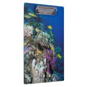 Ziegenschwarm rund um kleine Korallen Klemmbrett (Rechts)