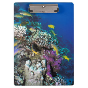 Ziegenschwarm rund um kleine Korallen Klemmbrett