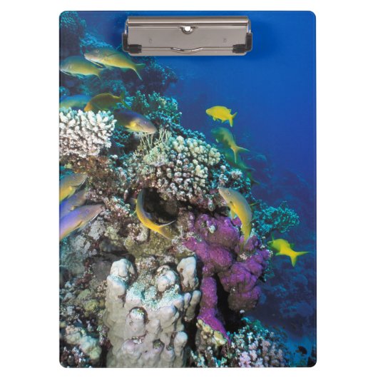 Ziegenschwarm rund um kleine Korallen Klemmbrett (Vorderseite)