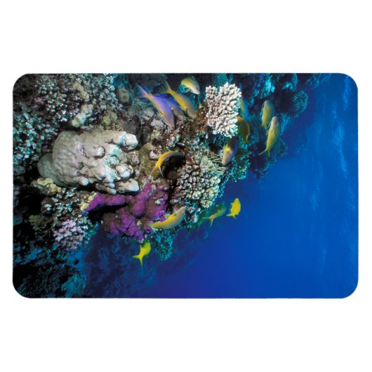 Ziegenschwarm rund um kleine Korallen Magnet (Horizontal)