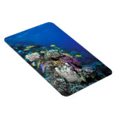 Ziegenschwarm rund um kleine Korallen Magnet (Rechte Seite)