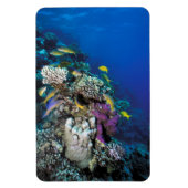 Ziegenschwarm rund um kleine Korallen Magnet (Vertikal)