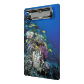 Ziegenschwarm rund um kleine Korallen Mini Klemmbrett (Gewinkelt2)