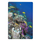 Ziegenschwarm rund um kleine Korallen Mini Klemmbrett (Rückseite)