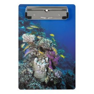 Ziegenschwarm rund um kleine Korallen Mini Klemmbrett