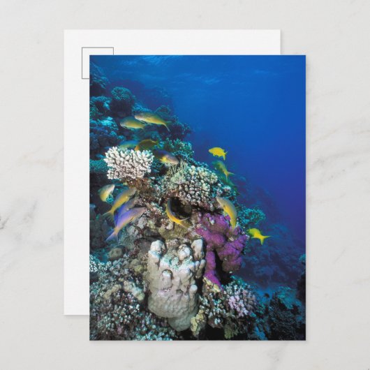 Ziegenschwarm rund um kleine Korallen Postkarte (Vorne/Hinten)