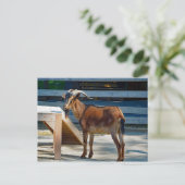 Ziegenschwarzbraun Hörner Tierprofil Foto Postkarte (Stehend Vorderseite)