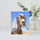 Ziegenstar 1.jpg postkarte (Stehend Vorderseite)