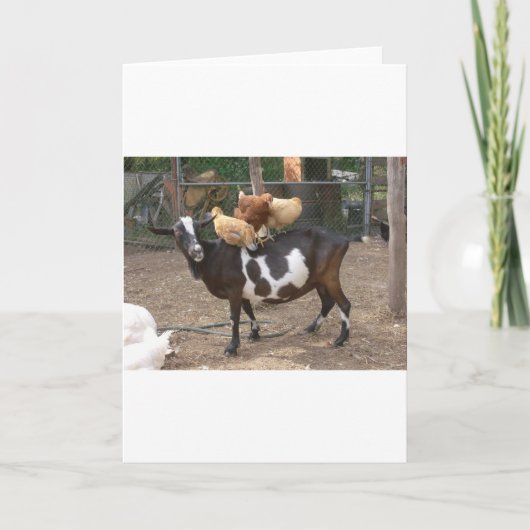 Ziegentaxi Karte (Vorderseite)