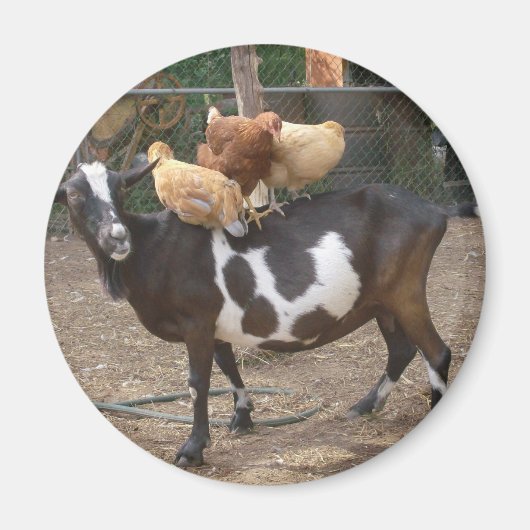 Ziegentaxi Magnet (Vorne)