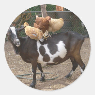 Ziegentaxi Runder Aufkleber