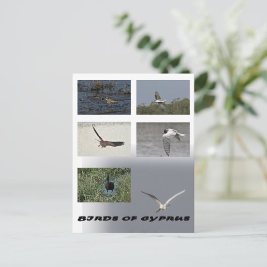 Ziegenvögel auf Postkarte (Stehend Vorderseite)