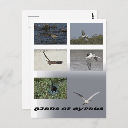 Ziegenvögel auf Postkarte (Vorne/Hinten)