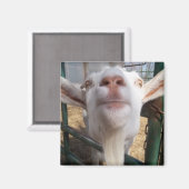 Ziegenwand Magnet (Vorderseite/Rückseite)