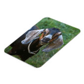 Ziegenweibchen ländlicher Landbetrieb Magnet (Linke Seite)