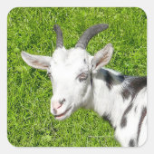 Ziegenzucht tierisches Foto Quadratischer Aufkleber (Vorderseite)