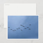 Ziehende Gänse in V-Formation Postkarte (Vorne/Hinten)