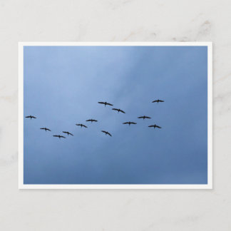 Ziehende Gänse in V-Formation Postkarte