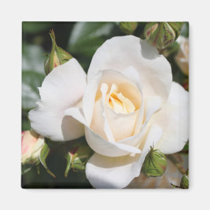 ziemlich reine weiße Rosenblüte. Florale Foto Kuns Magnet