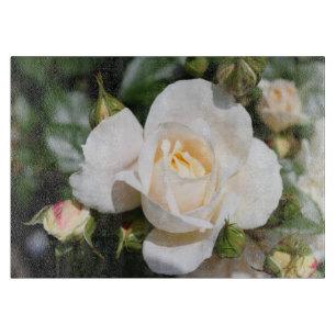 ziemlich reine weiße Rosenblüten. Floral botanisch Schneidebrett