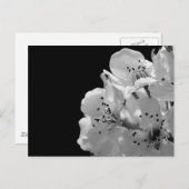 Zierbirne ... postkarte (Vorne/Hinten)