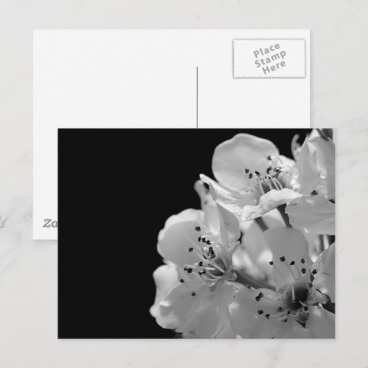 Zierbirne ... postkarte (Vorne/Hinten)