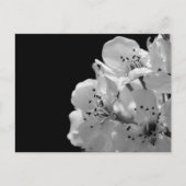 Zierbirne ... postkarte (Vorderseite)