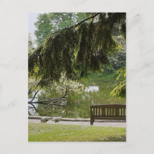 Zierente Postkarte