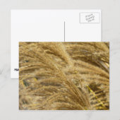 Ziergräser im Herbst Postkarte (Vorne/Hinten)