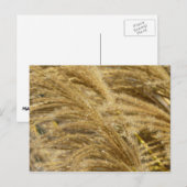 Ziergräser im Herbst Postkarte (Vorne/Hinten)