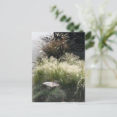 Ziergräser Postkarte (Stehend Vorderseite)